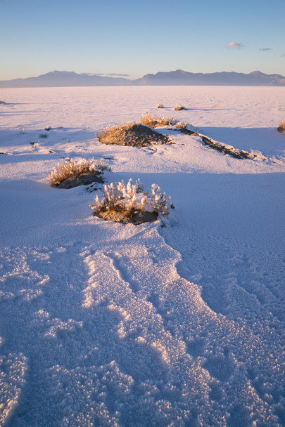 Vertical Sage Brush Frozen Ground Salt Flats Utah Desert - Foto, immagini