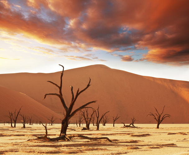 Namib - Foto, afbeelding