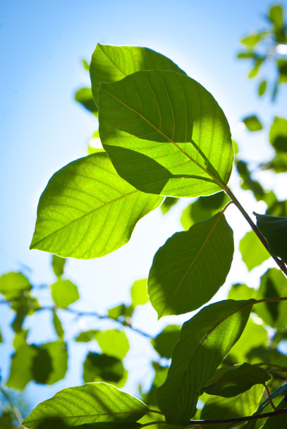 зеленые листья на голубом фоне неба - Фото, изображение