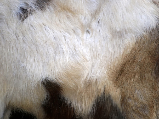 τρίχες της κατσίκας - Φωτογραφία, εικόνα