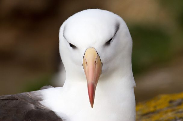 czarny białobrewy Albatros - Zdjęcie, obraz