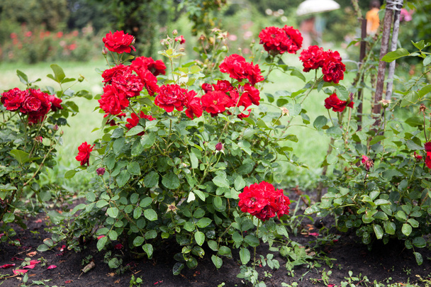Belle rose in un giardino
 - Foto, immagini