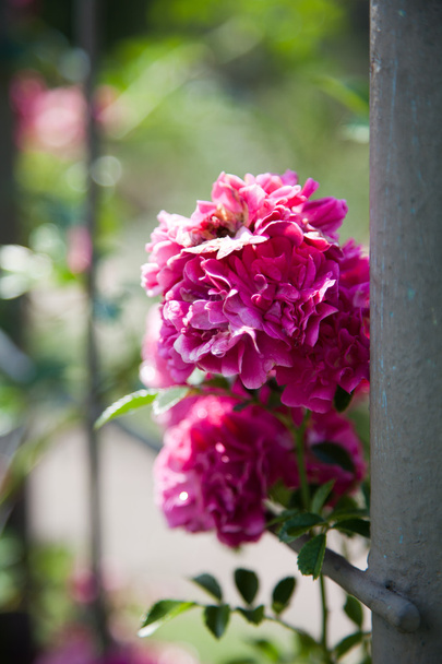 Krásná růže v zahradě - Fotografie, Obrázek