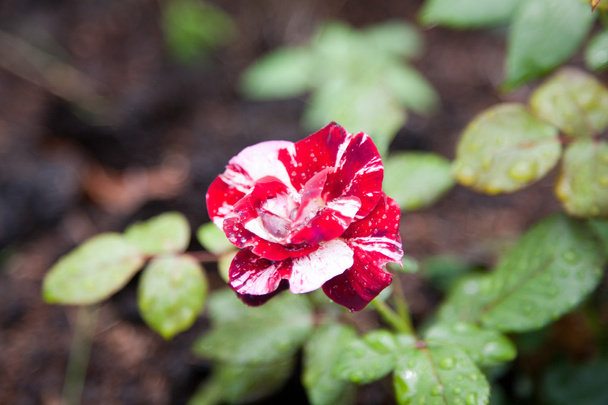 Gyönyörű rózsa a kertben - Fotó, kép
