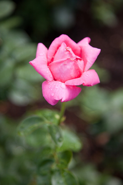 Krásná růže v zahradě - Fotografie, Obrázek