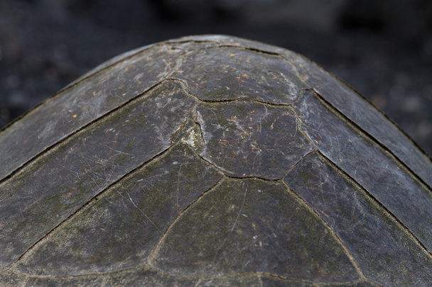Κέλυφος χελώνας χελώνας κοντινό πλάνο - Φωτογραφία, εικόνα