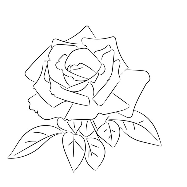 Black and white roses sketches - Vector, Image