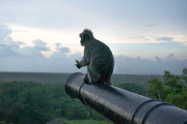macaco negro
 - Foto, Imagem