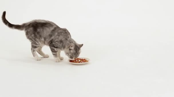 Harmaa tabby kissa syö kuivaa ruokaa
 - Materiaali, video