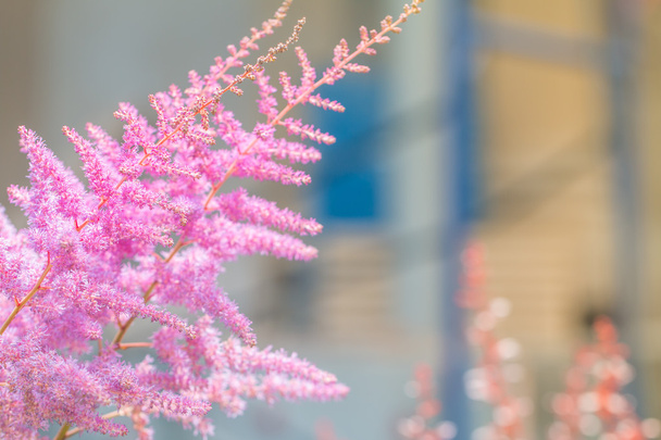 Pink Astilbe - Photo, Image