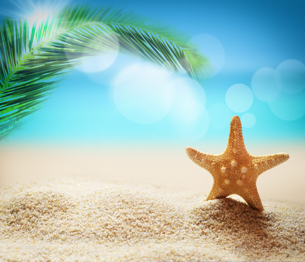  denizyıldızı kumlu plaj ve palm - Fotoğraf, Görsel