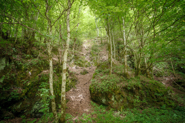mountain trail with stones - Fotó, kép