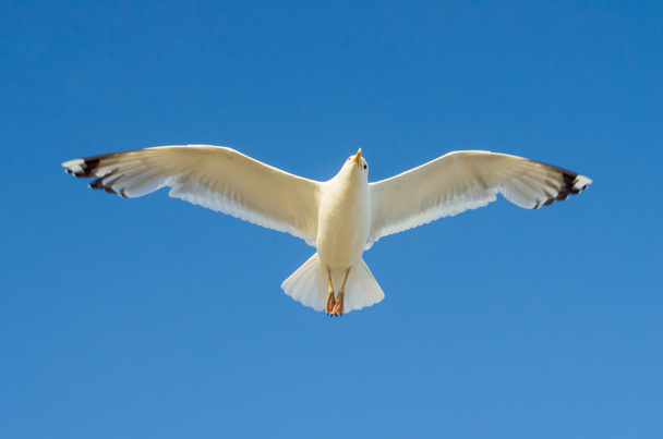 cormorano che vola nel cielo
 - Foto, immagini