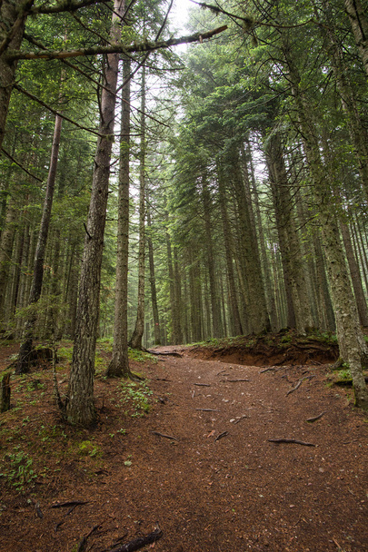  Spruce Tree Forest - Fotoğraf, Görsel