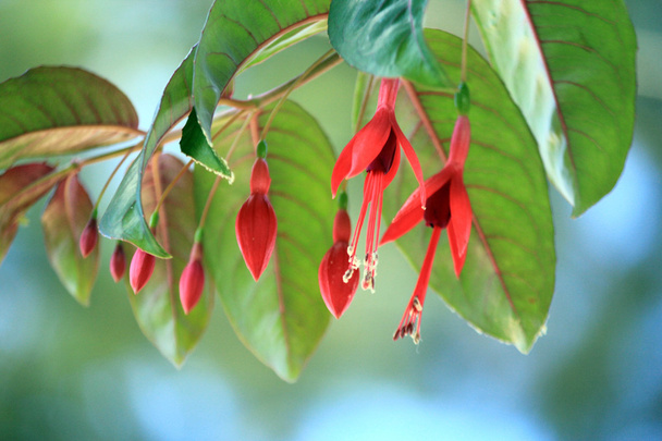 Red Hanging Flowers and Buds - Fotoğraf, Görsel