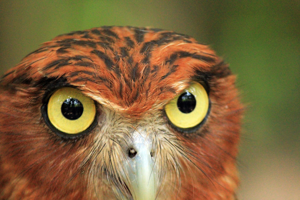 Глаза совы
 - Фото, изображение