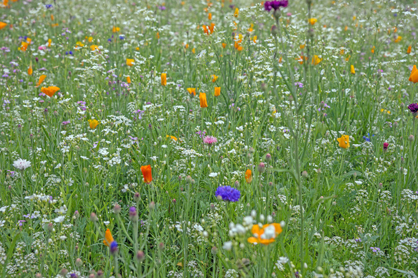Värikäs kukka niitty kesällä
 - Valokuva, kuva