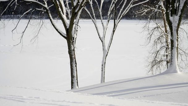 冬の木 - 写真・画像