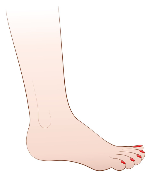 Ženské nohy lak - Vektor, obrázek