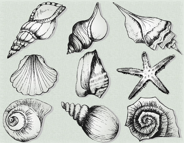 Hand getrokken collectie van verschillende zeeschelp illustraties geïsoleerd op achtergrond  - Vector, afbeelding