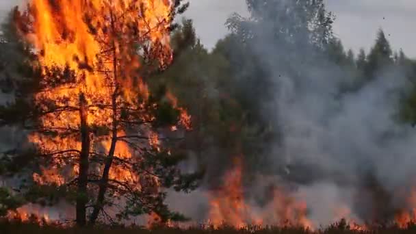 Forest fire flames - Footage, Video