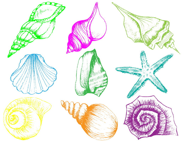 kézzel rajzolt gyűjteménye különböző seashell illusztrációk - Vektor, kép