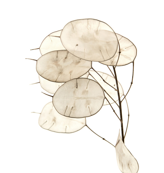 Lunaria annua, silver dollar plant - Zdjęcie, obraz