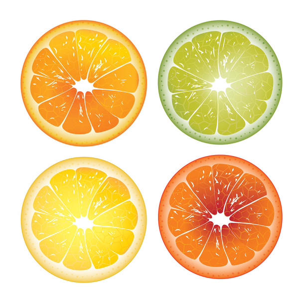 現実的なオレンジとグレープ フルーツと 2 つのレモン - ベクター画像
