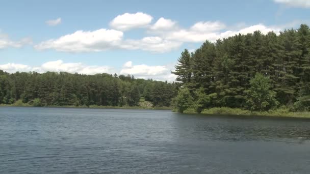 緑の森の近くの湖 - 映像、動画