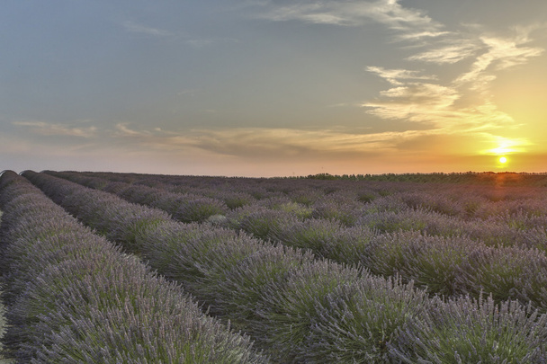 Lavender field 31 - Photo, Image