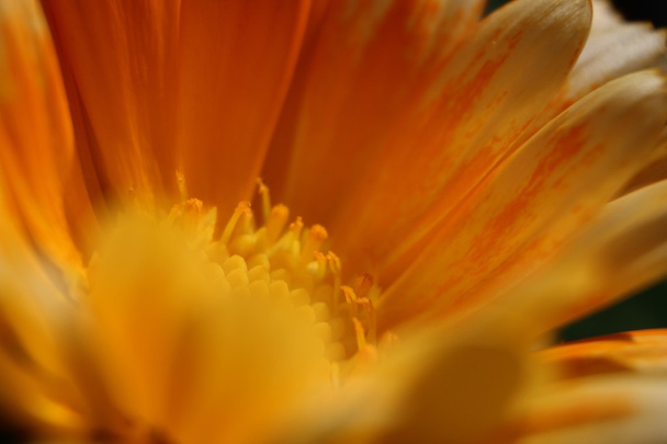 美しい花のマクロ撮影 - 写真・画像