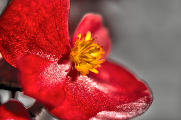 Красивые цветы Macro Shot
 - Фото, изображение