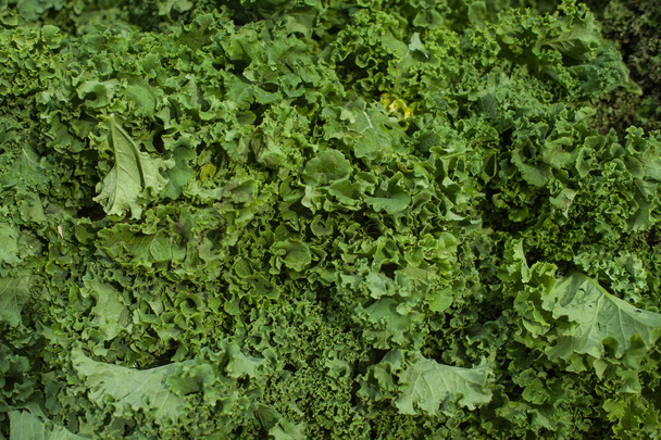Fresh Kale - Photo, Image
