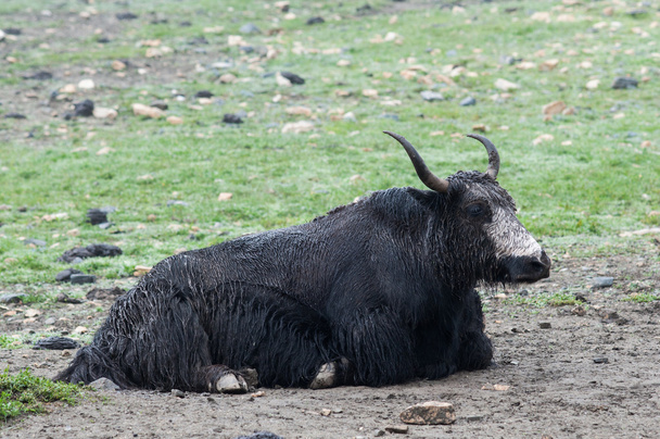 Vista da vicino di uno yak su un verde pascolo nepalese di alta montagna
 - Foto, immagini