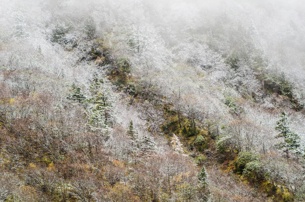 Floresta de alta montanha, coberta por geada nevada, Huanglong
 - Foto, Imagem