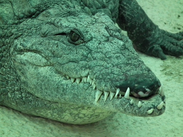 crocodiles et aligators
 - Photo, image