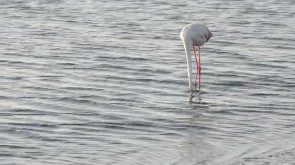 Hauska flamingo koomisesti etsivät syötteen
 - Materiaali, video