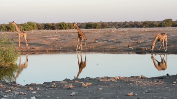 The group of giraffes is drinking water at waterhole in a funny manner - Footage, Video