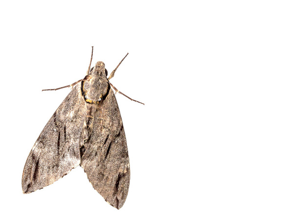 The geometer moth Trichopteryx carpinata isolated on white backg - Photo, Image