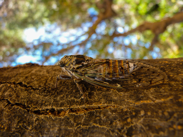 cicade - Foto, afbeelding