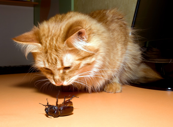 Escarabajo gato
 - Foto, imagen