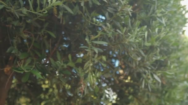 Blick von unten auf Olivenbaum mit Schwenk nach links - Filmmaterial, Video