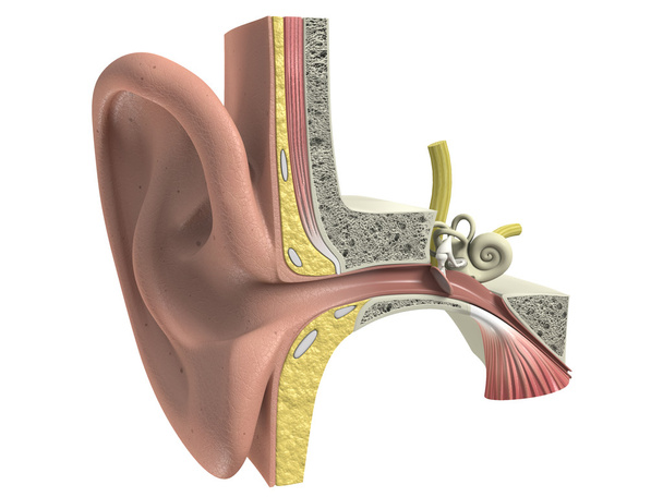 Anatomia tridimensional do ouvido humano
 - Foto, Imagem