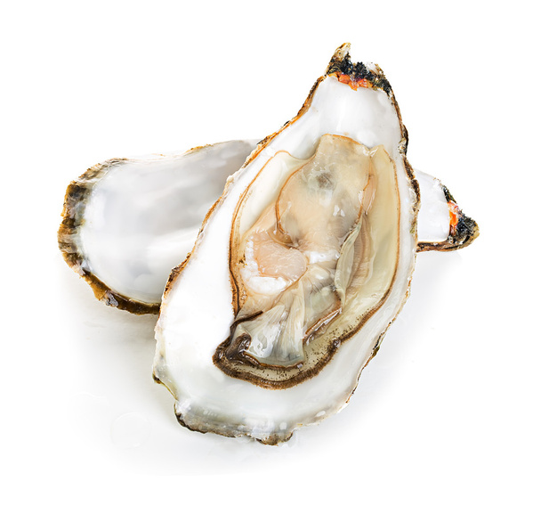Oysters - Photo, image