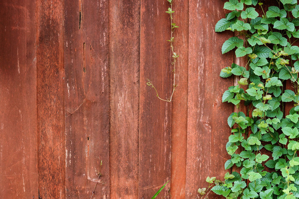 φυτό αυξάνεται σε ξύλινα τοίχων - Φωτογραφία, εικόνα