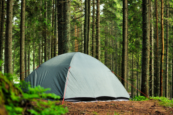 松の森でテント - 写真・画像