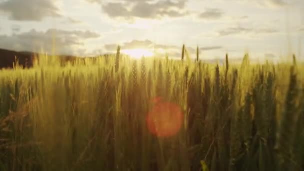 Αργή κίνηση: ήλιος λάμπει μέσα από νέες πράσινες λεπίδες σιταριού στο χωράφι κατά την Ανατολή - Πλάνα, βίντεο