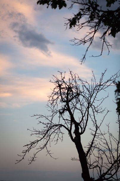 Silhouettes of trees against pink and blue sky in the sunset - Photo, Image