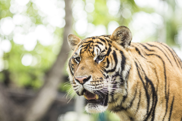 Закрыть Тигр в джунглях опасное животное
. - Фото, изображение