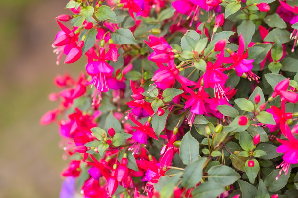 flores fúcsia (Onagraceae Salvia Splendens) - Foto, Imagem